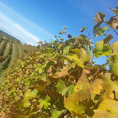 Apartament Casa Dany House *